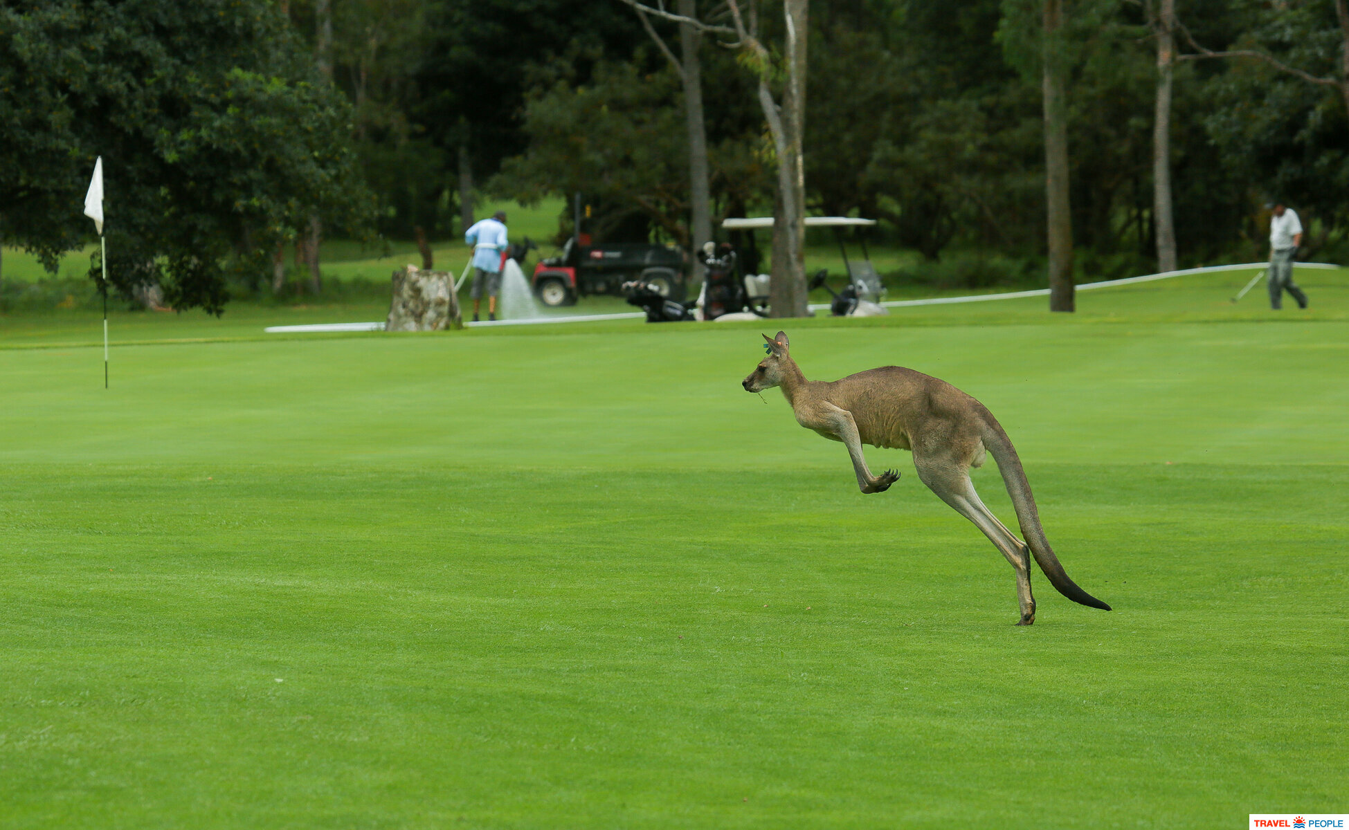      (Nelson Bay golf club golf club)