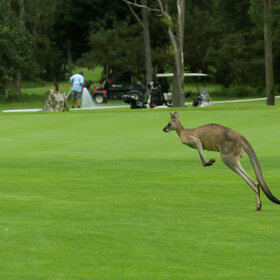      (Nelson Bay golf club golf club)